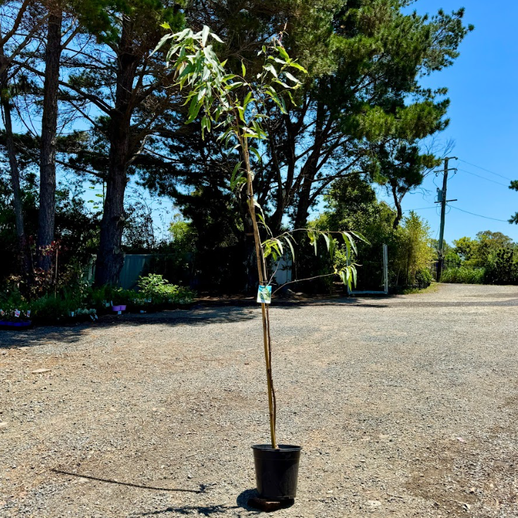 Corymbia citriodora Scentuous