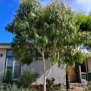 Corymbia citriodora Scentuous