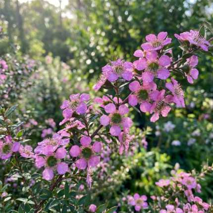 Leptospermum scoparium Seclusion