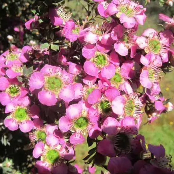 Leptospermum scoparium Seclusion