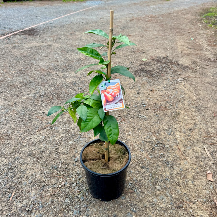 Citrus reticulata Japanese Seedless Mandarin