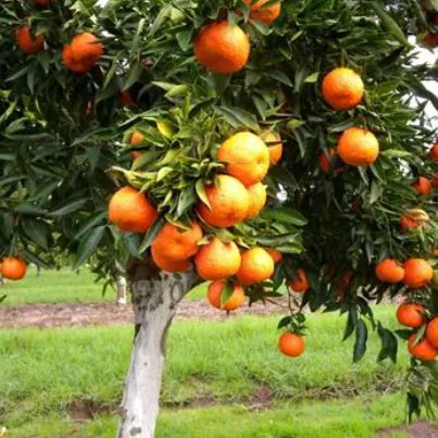 Citrus reticulata Japanese Seedless Mandarin