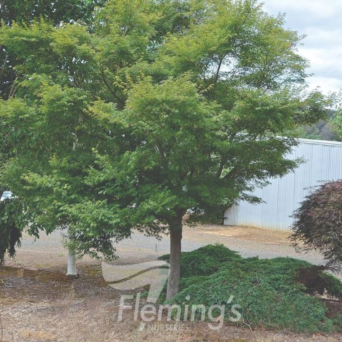 Acer palmatum dissectum Seiryu