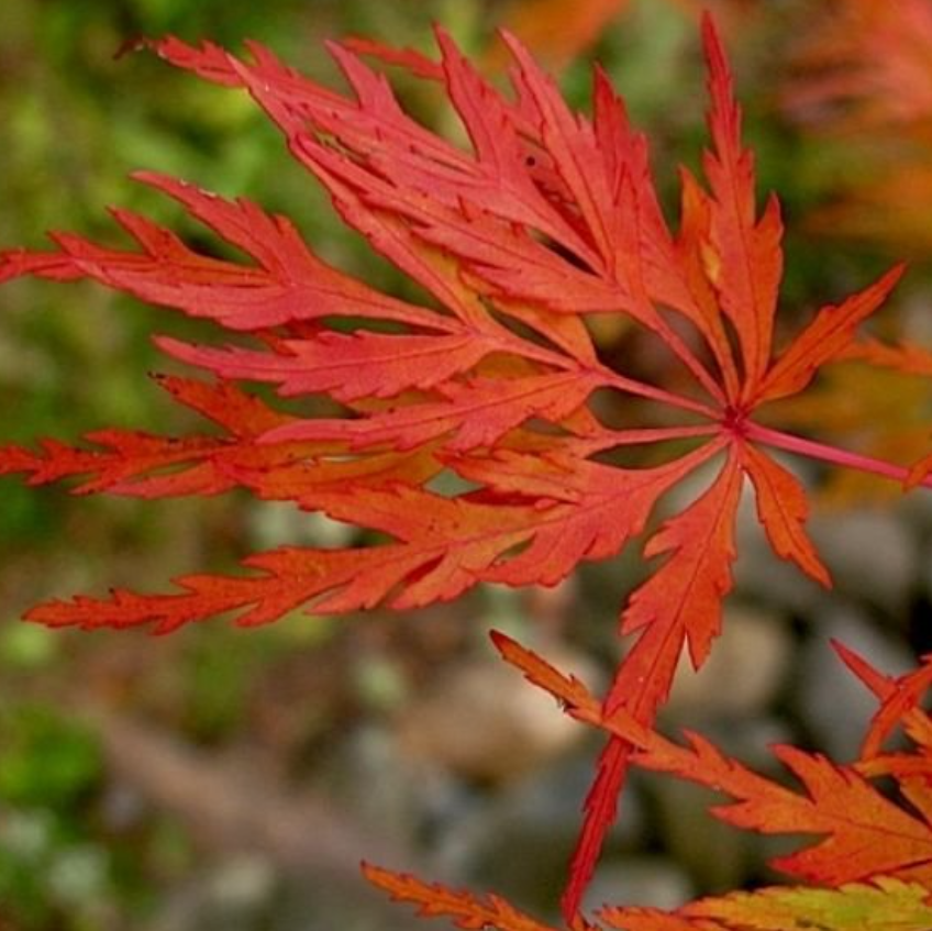 Acer palmatum dissectum Seiryu