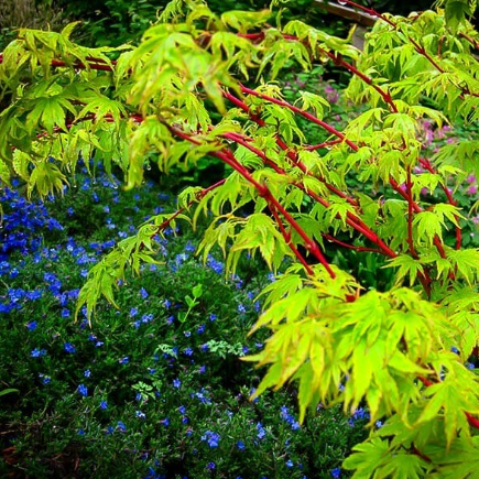 Acer palmatum Senkaki
