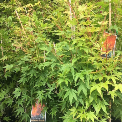 Acer palmatum Senkaki