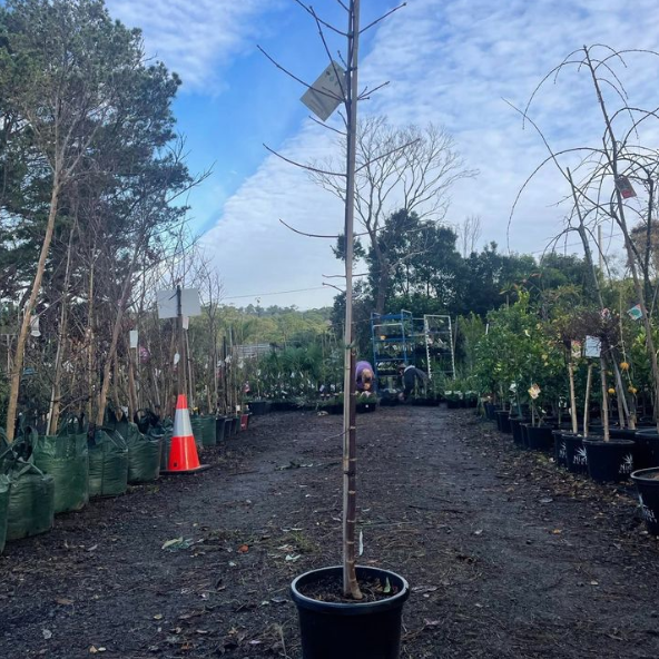 Acer negundo Sensation