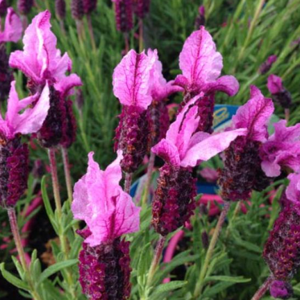 Lavandula pedunculata Sensation Rose Lavender