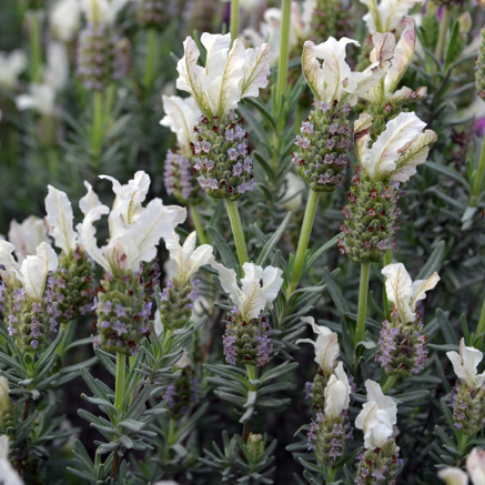 Lavandula pedunculata Sensation White
