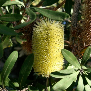 Banksia integrifolia Sentinel