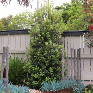 Banksia integrifolia Sentinel