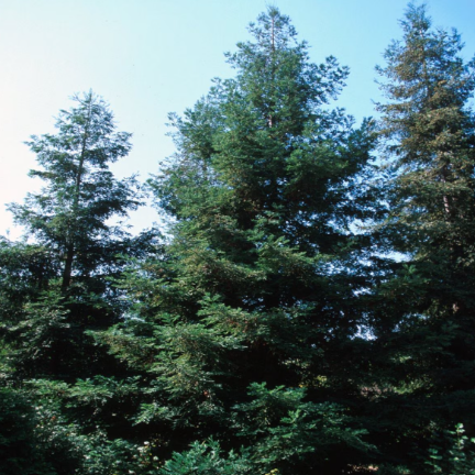 Sequoia sempervirens Coast Redwood