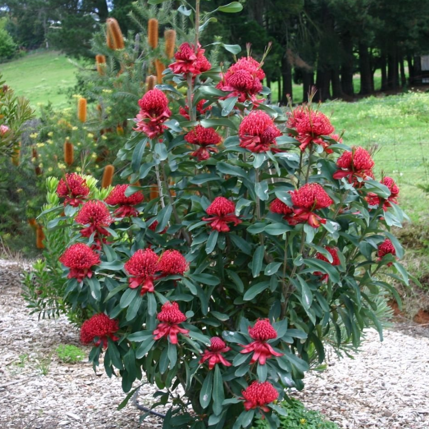 Telopea Shady Lady Red Waratah