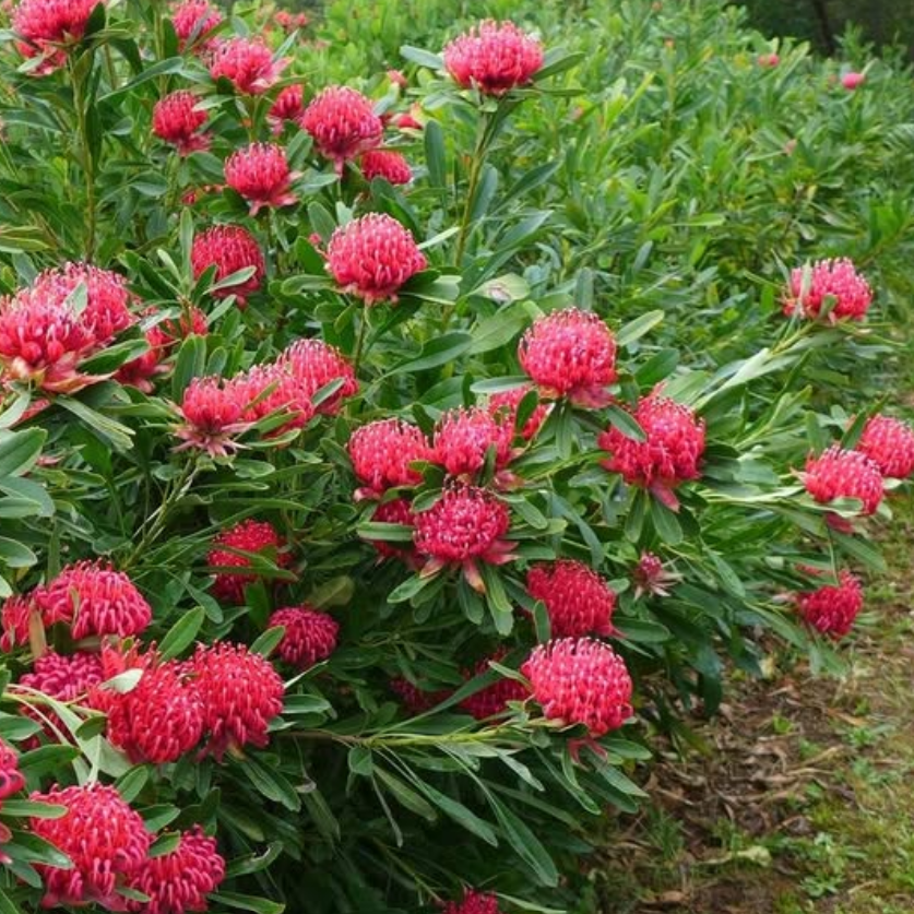 Telopea Shady Lady Red Waratah