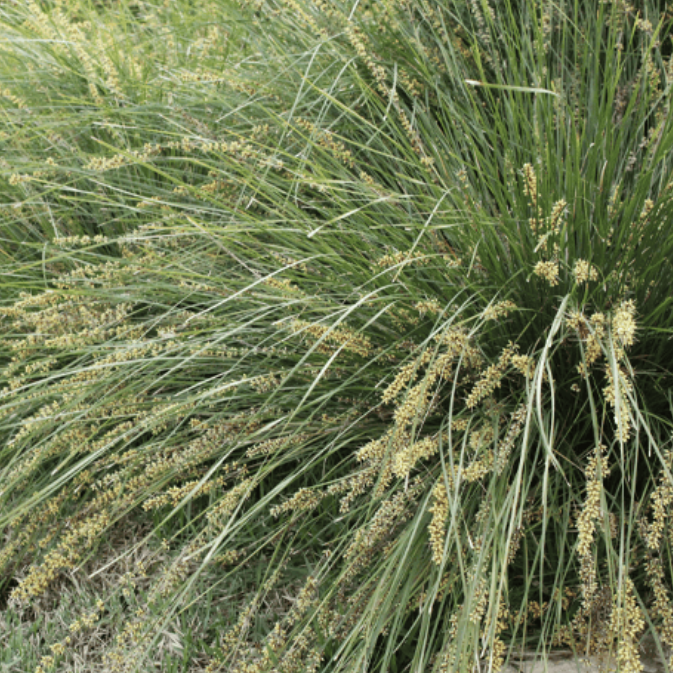 Lomandra fluvitalis Shara