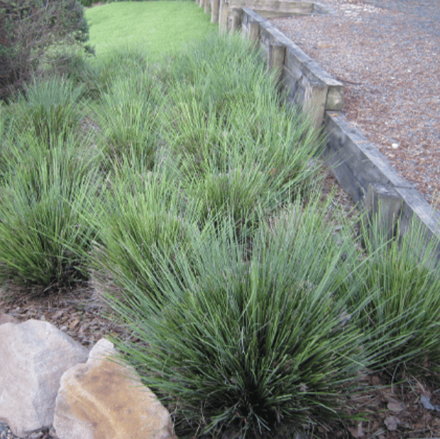 Lomandra fluvitalis Shara