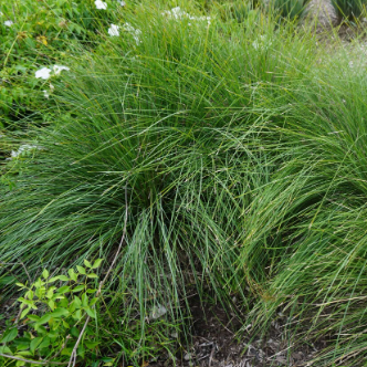Lomandra fluvitalis Shara Blue PBR