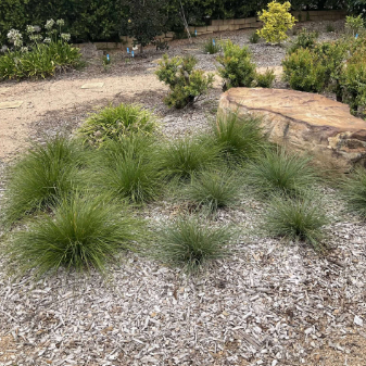 Lomandra fluvitalis Shara Blue PBR