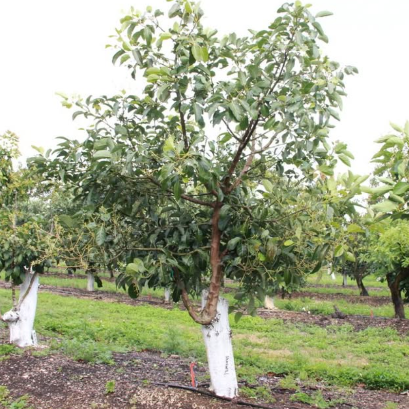 Persea americana Sharwil Avocado