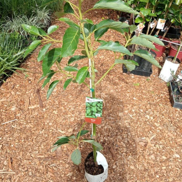 Persea americana Sharwil Avocado