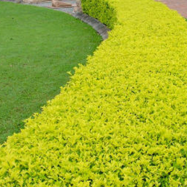 Duranta erecta Sheena's Gold