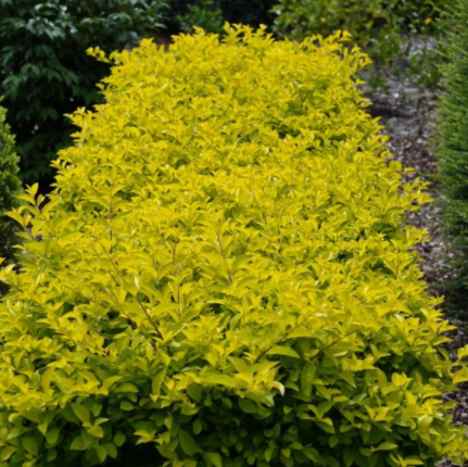 Duranta erecta Sheena's Gold