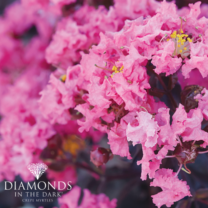 Lagerstroemia Diamonds in the Dark Shell Pink Crepe Myrtle