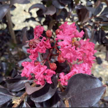 Lagerstroemia Diamonds in the Dark Shell Pink Crepe Myrtle