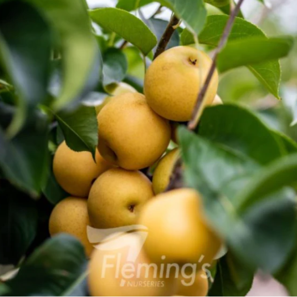 Pyrus pyrifolia Shinseiki Nashi Pear