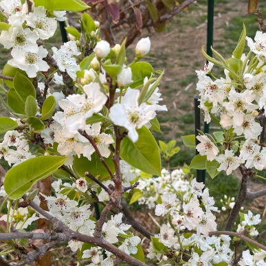 Pyrus pyrifolia Shinseiki Pear