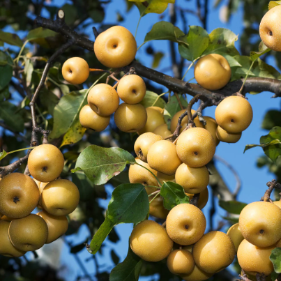Pyrus pyrifolia Shinseiki Nashi Pear