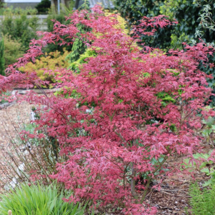 Acer palmatum Shirazz