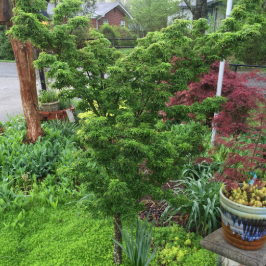 Acer palmatum Shishigashira