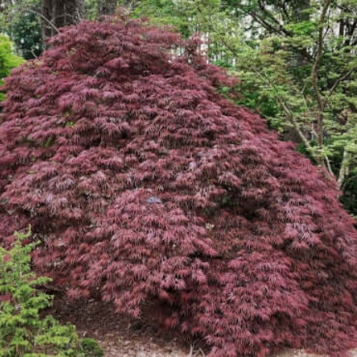 Acer palmatum dissectum Shojo Shidare
