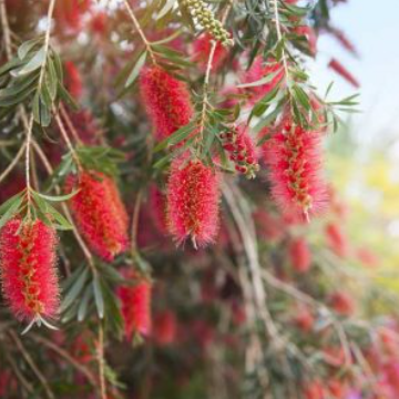Callistemon sieberi Crimson