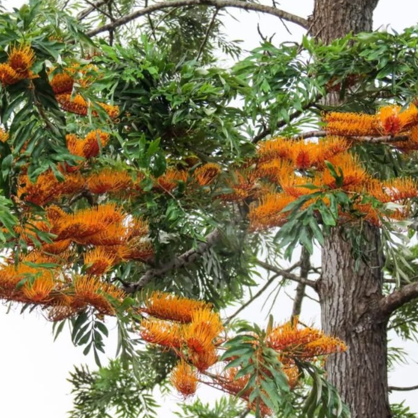 Grevillea robusta Silky Oak
