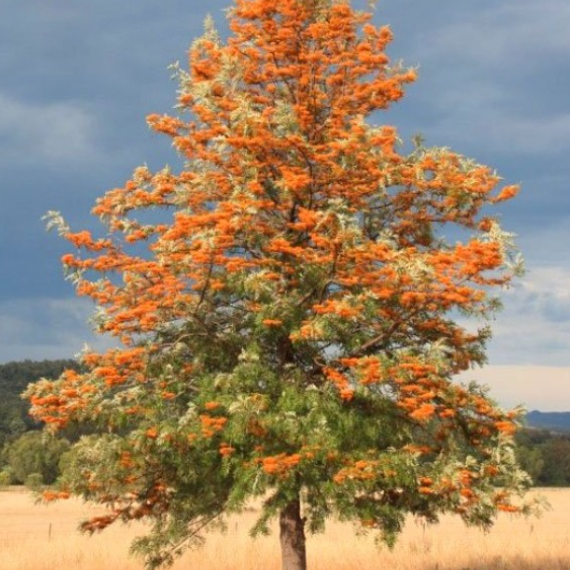 Grevillea robusta Silky Oak