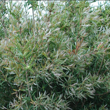 Callistemon pallidus Silver Cloud