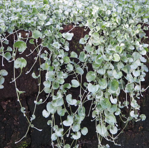 Dichondra argentea Silver Falls