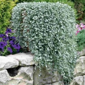 Dichondra argentea Silver Falls