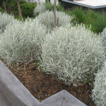 Leucophyta brownii Silver Nugget