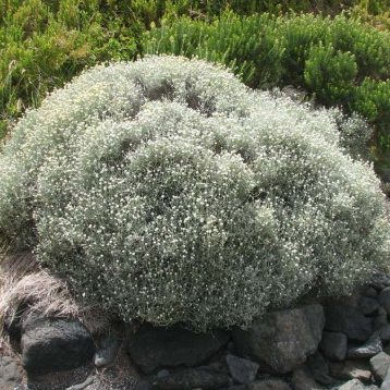 Leucophyta brownii Silver Nugget