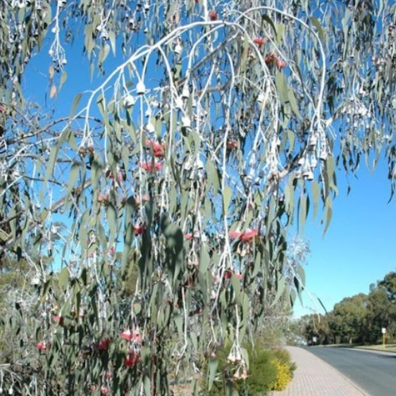 Eucalyptus caesia Silver Princess