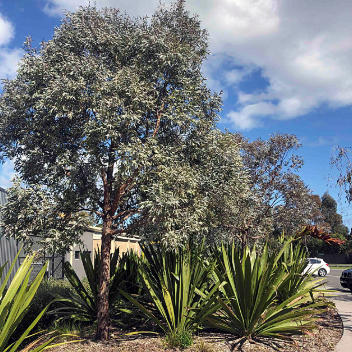 Eucalyptus cinerea Silver Shadow Grafted