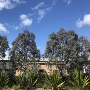 Eucalyptus cinerea Silver Shadow Grafted