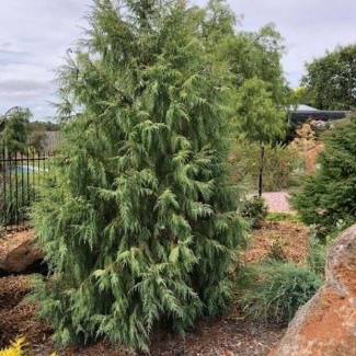 Cupressus cashmeriana Silver Shadow