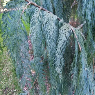 Cupressus cashmeriana Silver Shadow