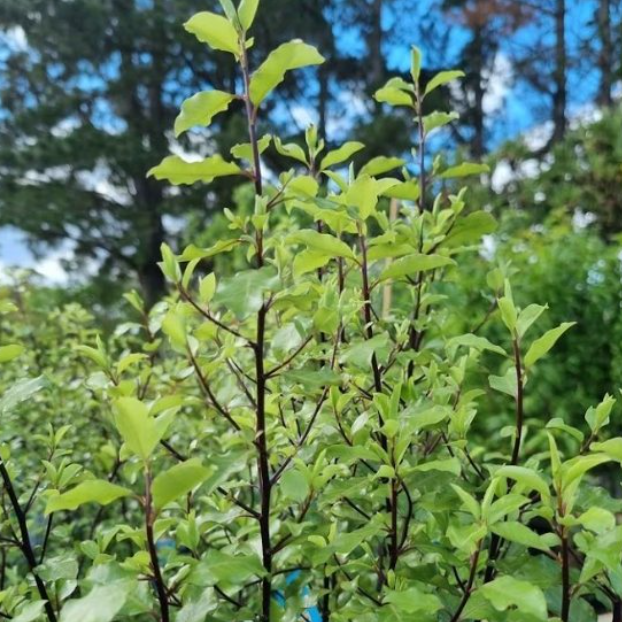 Pittosporum tenuifolium Silver Sheen