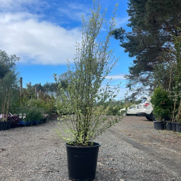 Pittosporum tenuifolium Silver Sheen