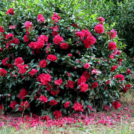 Camellia sasanqua Simply Red